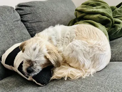 Ace, a fluffy cream-and-white dog, asleep curled up on a gray couch, his head resting on a black-and-white pillow with a green blanket behind him