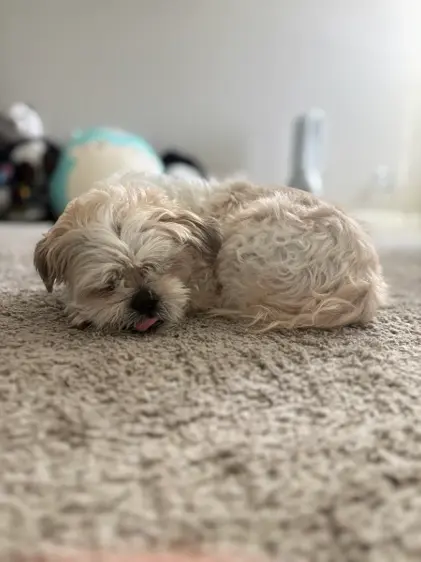 Ace, a fluffy cream-and-white dog, napping curled up on a soft beige carpet with his eyes closed and the tip of his tongue peeking out