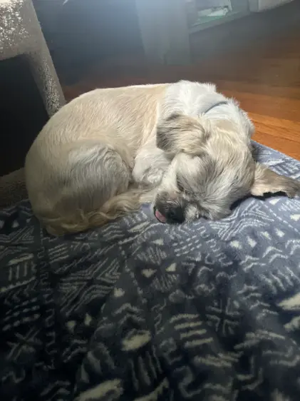Ace, a fluffy cream-and-white dog, curled up asleep in a patch of sunlight on a navy patterned blanket, the tip of his tongue poking out
